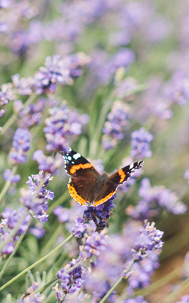 butterfly on lavendar