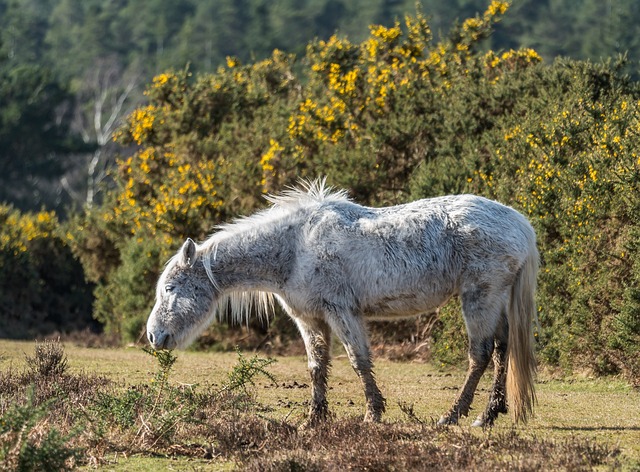 wild horses