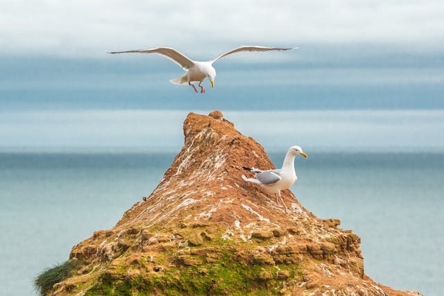 Seagulls on a rock