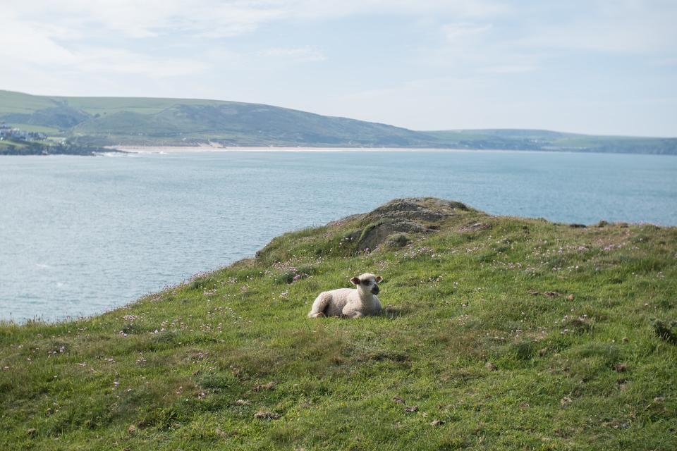 sheep in the local area